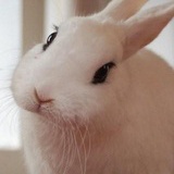 某虫