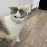 夜猫神的多巴胺