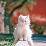luoccccc