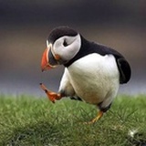 沙漠小帅兔