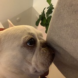 王目
