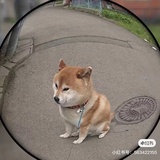 冷抖哭