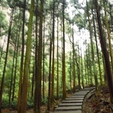 风铃草