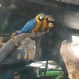 大杉树