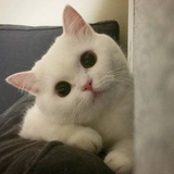 怪吗不怪
