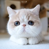 是roro呀~