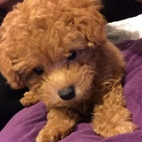 ESTHER