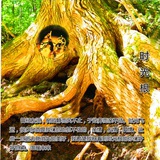 时光根