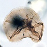 Selenopemphix