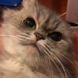 懒散柴郡猫