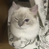 柳毛毛