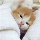 安敏
