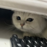 读书破万卷