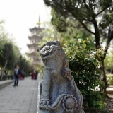 墨浮游