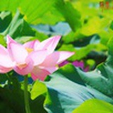 忘了怎麼開.