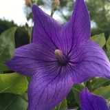 柠檬蜂蜜茶