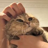 海边的曼妥思