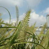 豌豆