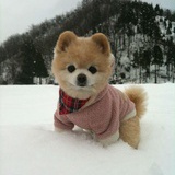 强盗碰到贼爷爷