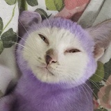 大王八