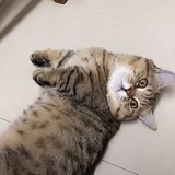hello
