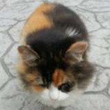 CHOW