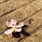 阳光的桃花花