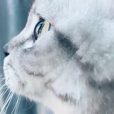 Terence