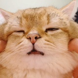 黛介