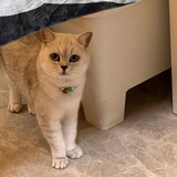 Stella