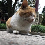巴克斯