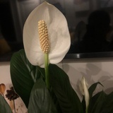 盐汽水有点甜