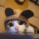 猫猫不哭