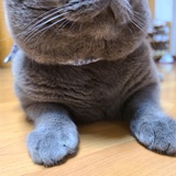 螃蟹