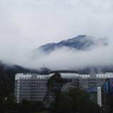 雪峰秀木