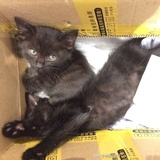 江湖骗子狲江湖骗子