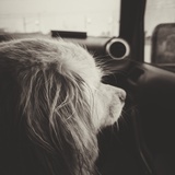 犬岛Inujima