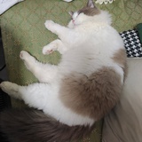 宋吖