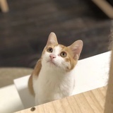 东湖散人