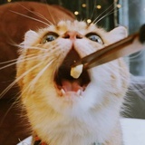 猫饭大叔