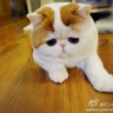 尹思红