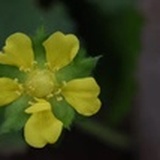 yanqiu0422