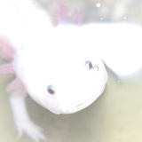 阿镜