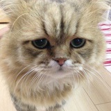 顾八斤