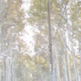 榕藤下