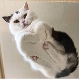 哈氣哈氣