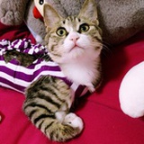 想变成猫陪你