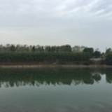 减肥的加菲猫