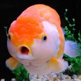 bigfish020