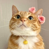 宋满月